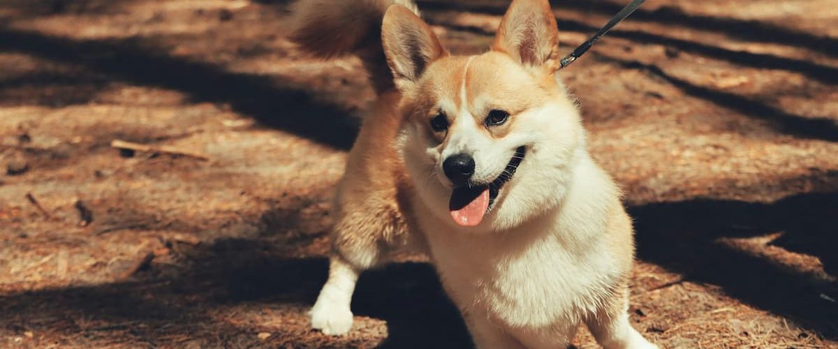 Cómo mejorar la relación con tu perro