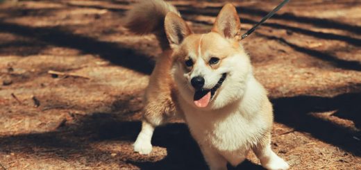 Cómo mejorar la relación con tu perro