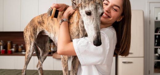 Veterinarios a domicilio, una opción ideal para que a tu mascota no le dé miedo