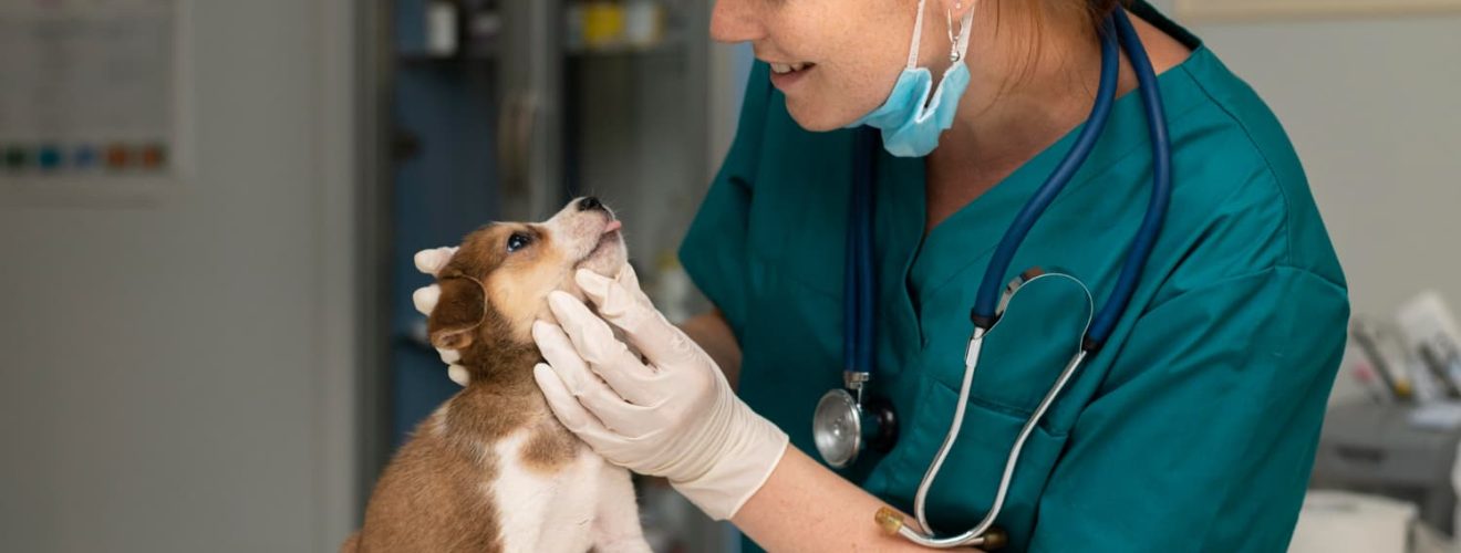 Mejor centro veterinario en Estepona Referente en atención animal